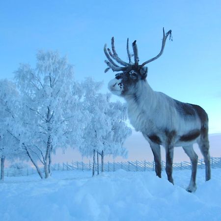 Reindeer Lodge Jukkasjärvi Dış mekan fotoğraf