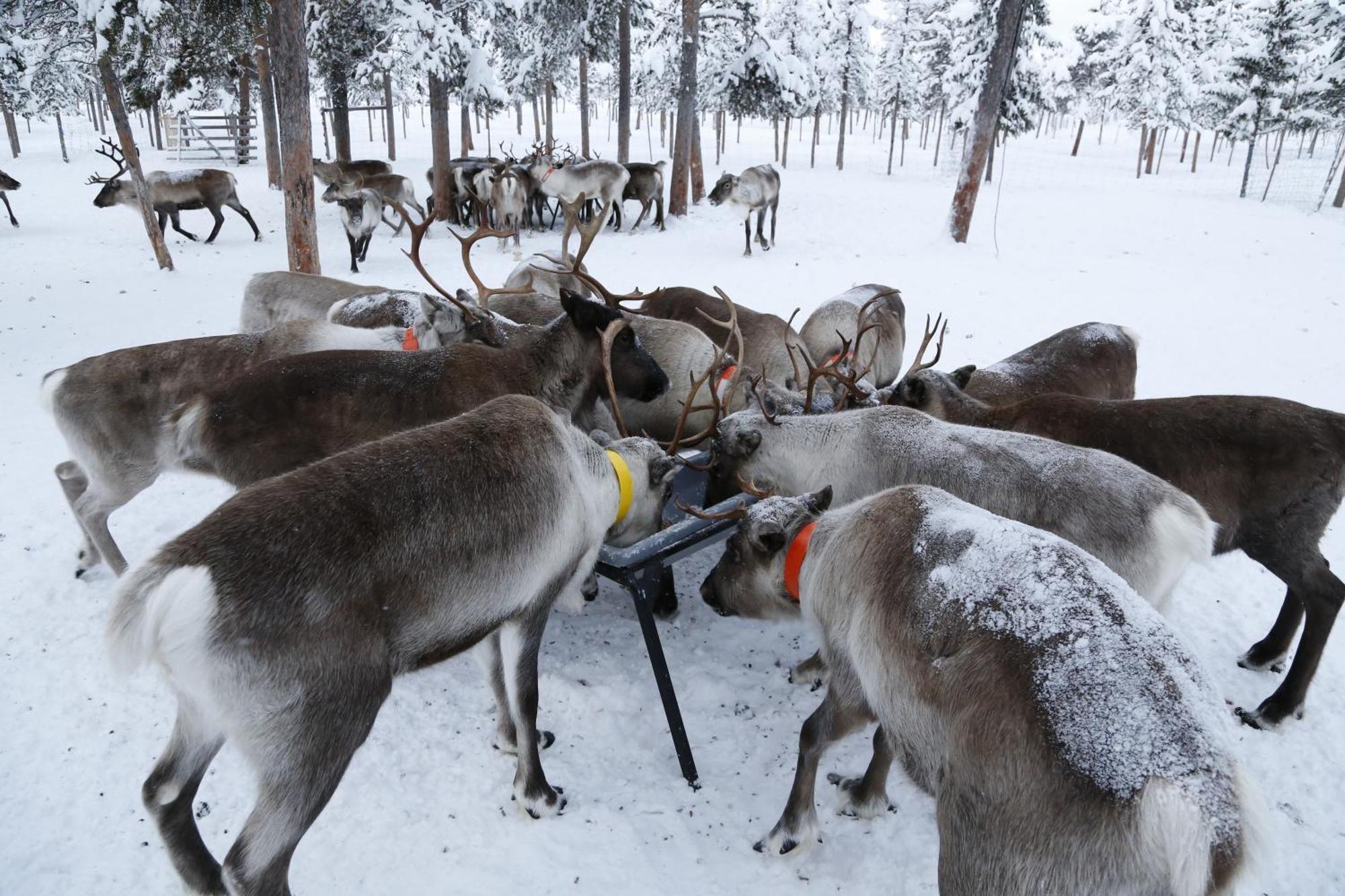 Reindeer Lodge Jukkasjärvi Dış mekan fotoğraf