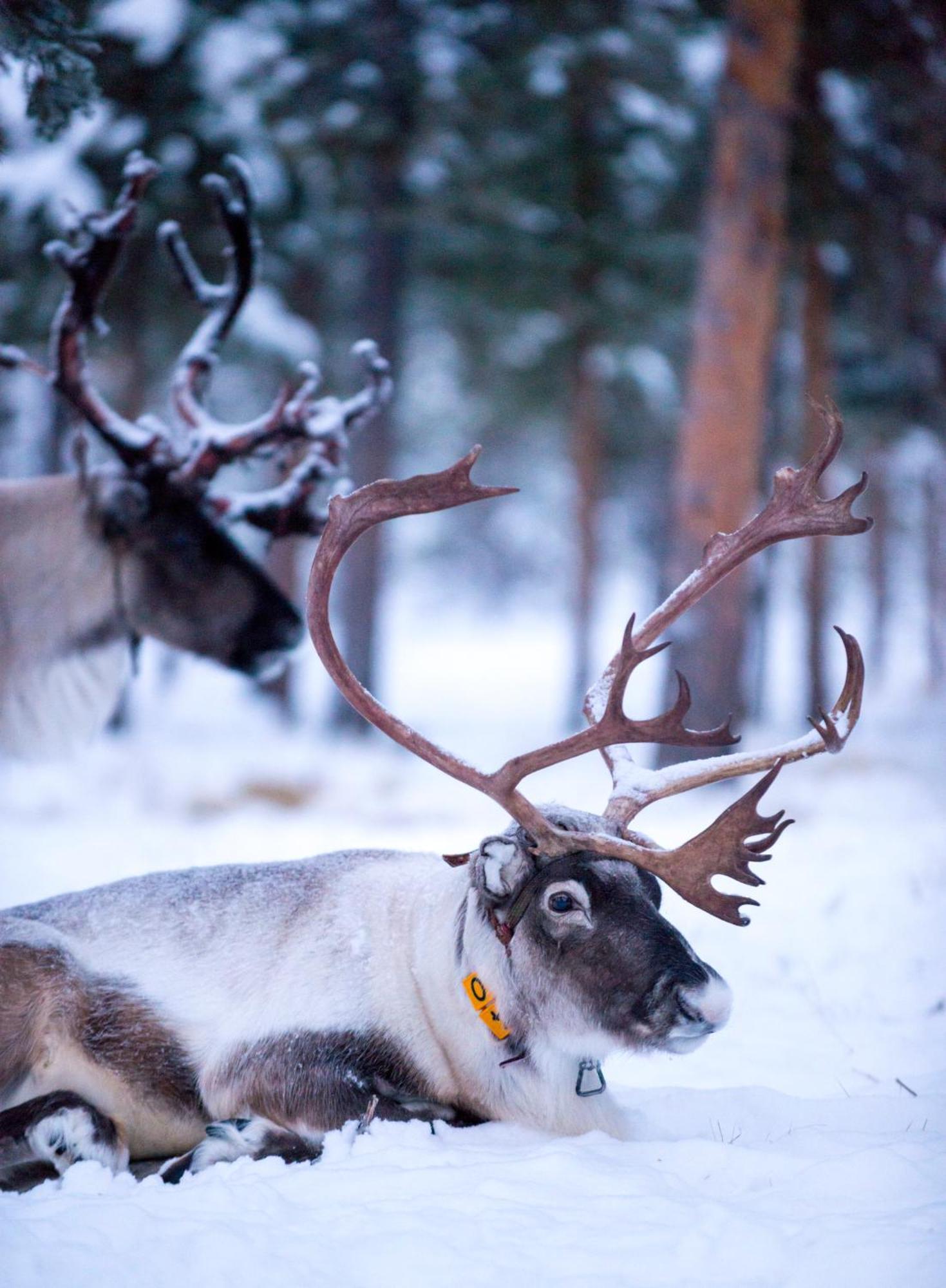 Reindeer Lodge Jukkasjärvi Dış mekan fotoğraf