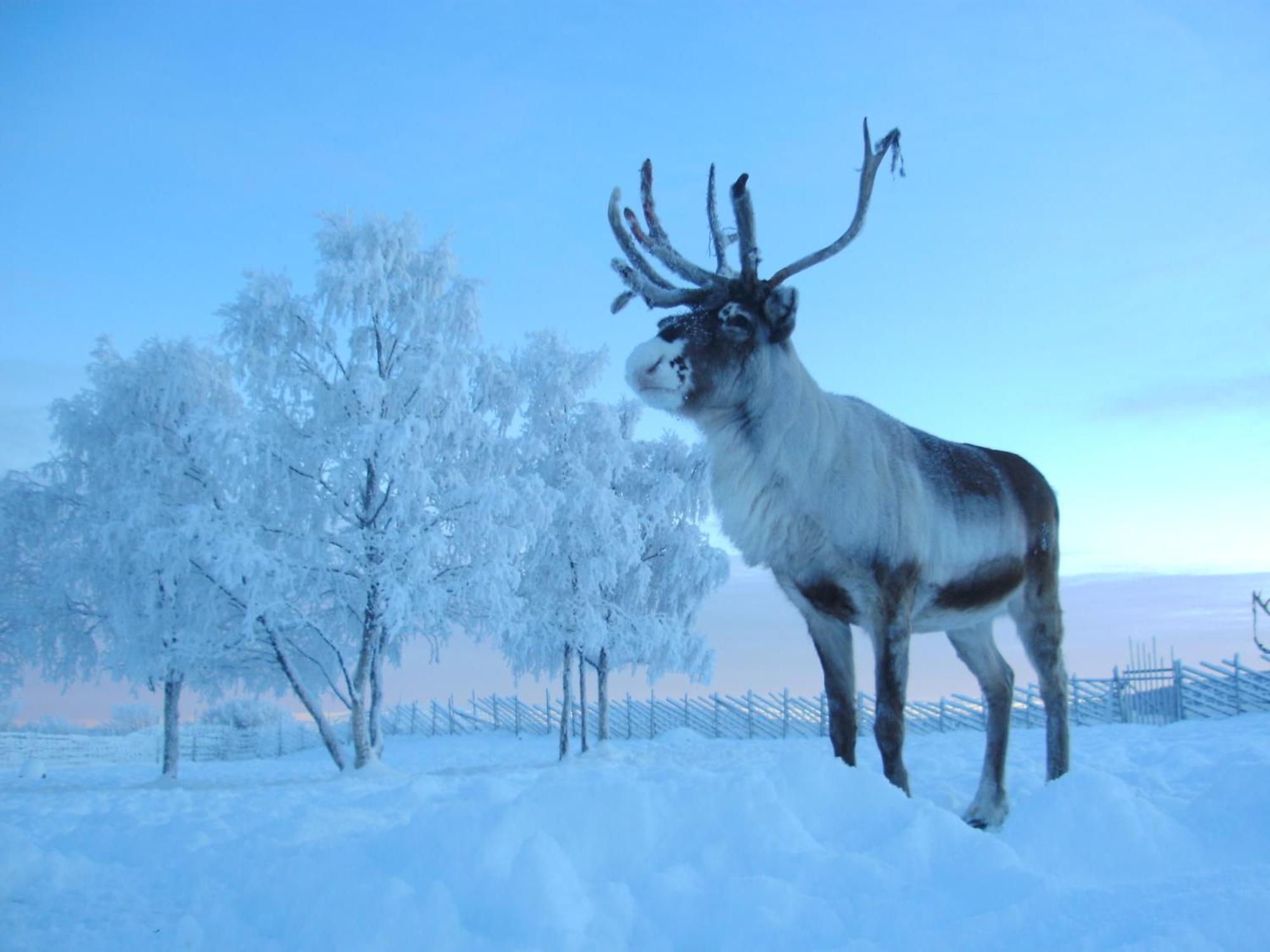 Reindeer Lodge Jukkasjärvi Dış mekan fotoğraf