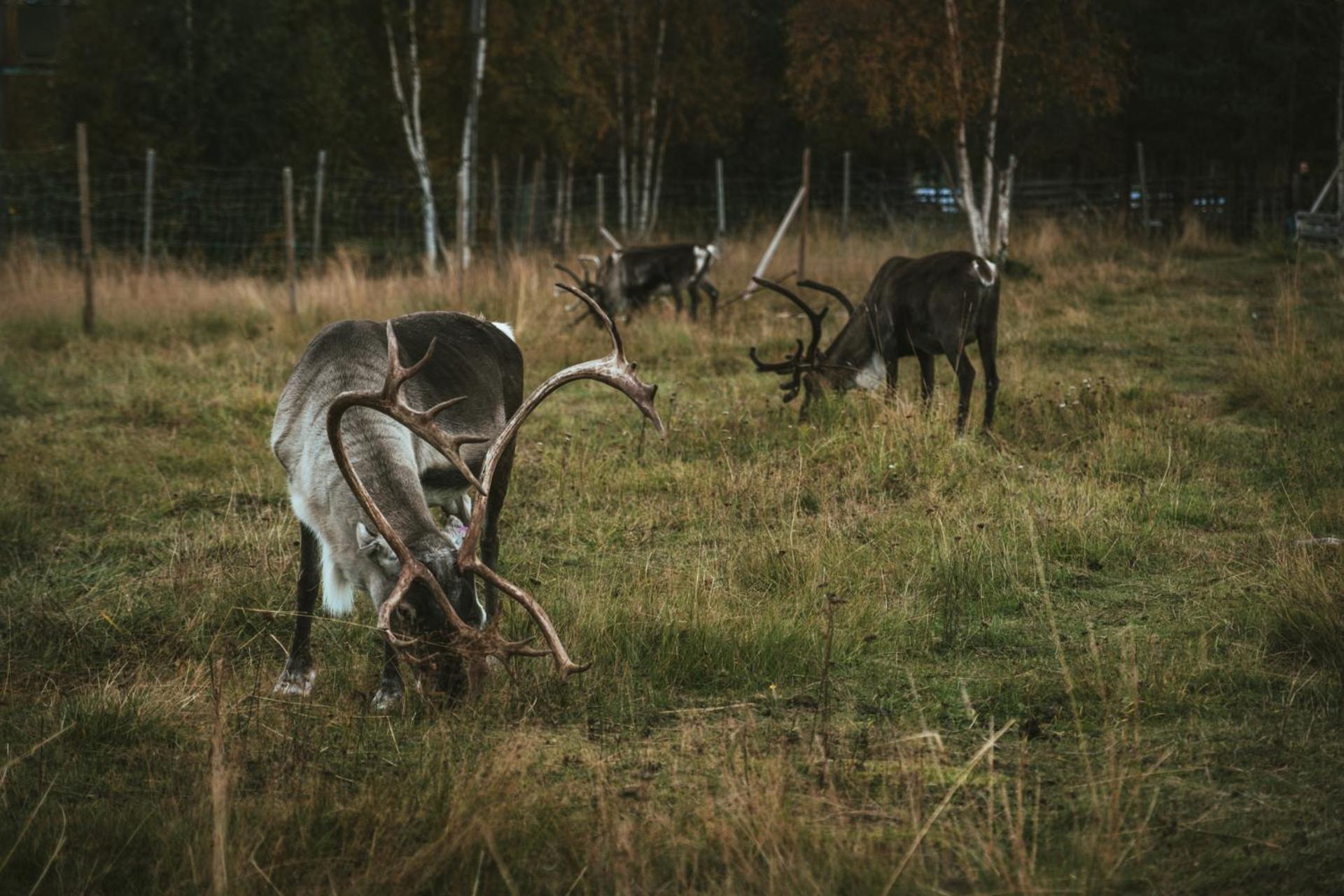 Reindeer Lodge Jukkasjärvi Dış mekan fotoğraf